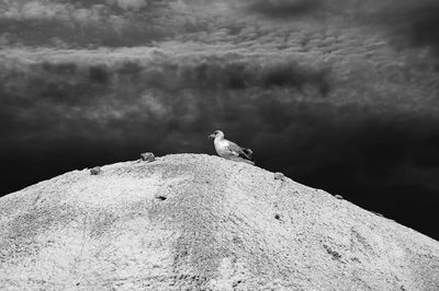 Seagull perching on rock