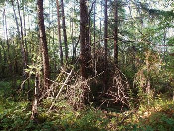 Trees in forest