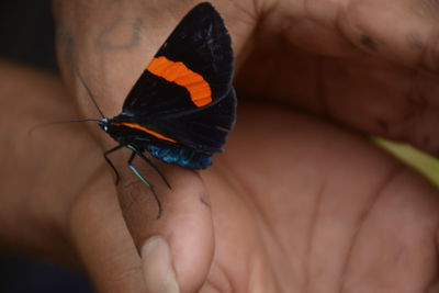 Cropped hand holding butterfly