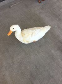 High angle view of seagull