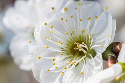 Close-up of fresh white flower