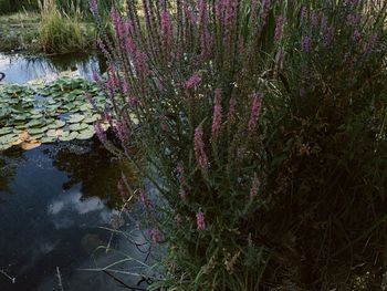 plant