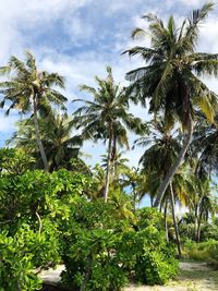 Low angle view of coconut palm trees against sky