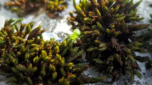 Plant growing in water