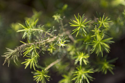 High angle view of flowering plant