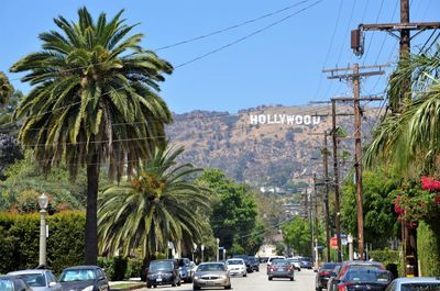 Palm trees by cars against sky