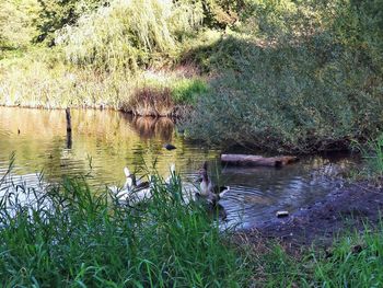 View of birds in lake