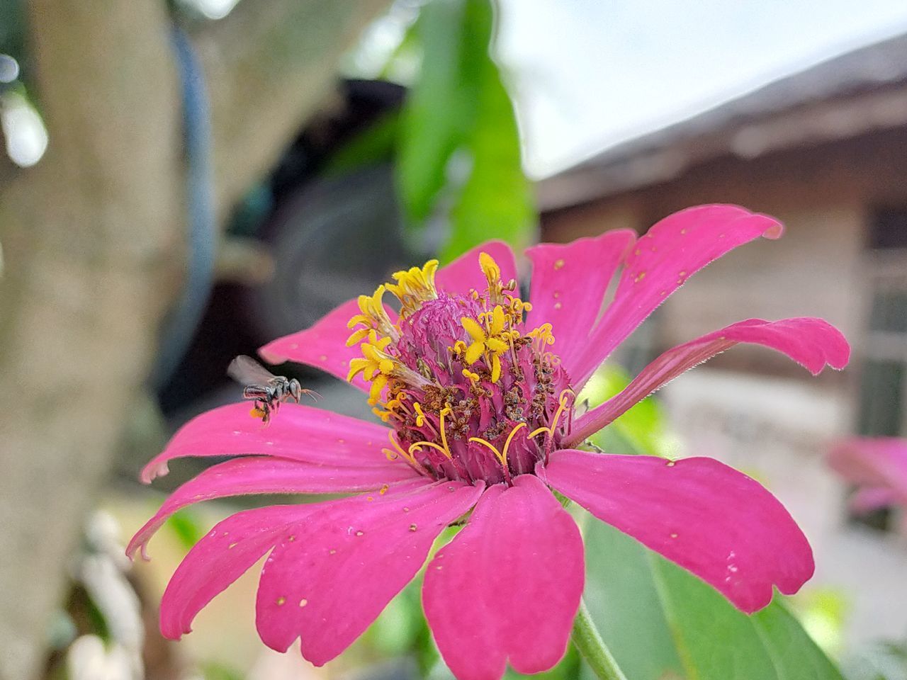 CLOSE-UP OF BUMBLEBEE ON PINK FLOWER