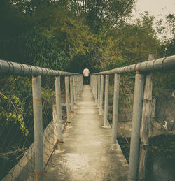 Walkway amidst trees