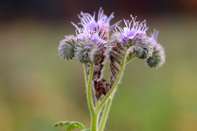 Close-up of purple flowering plant