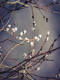 Low angle view of apple blossoms in spring