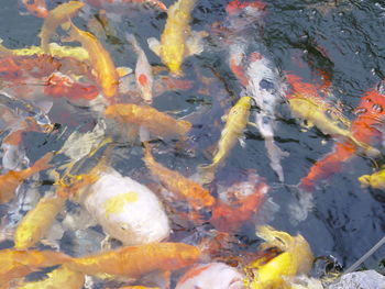 High angle view of koi carps swimming in pond