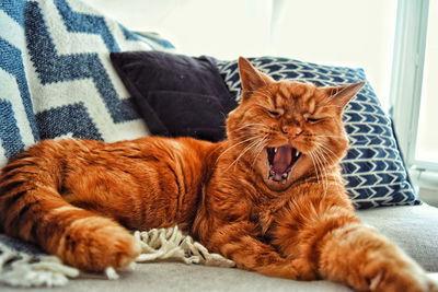 Close-up of ginger cat lying on sofa at home