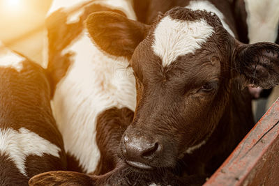 Close-up of cow