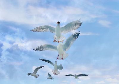 Low angle view of seagulls flying in sky