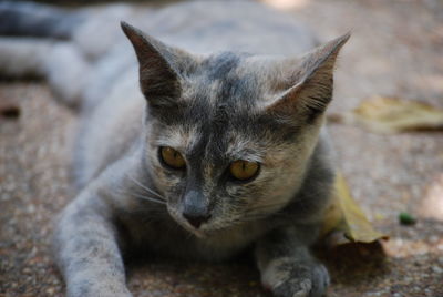 Close-up portrait of cat sitting outdoors