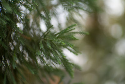 Close-up of pine tree