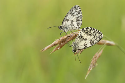 Close-up of butterfly pollinating flower