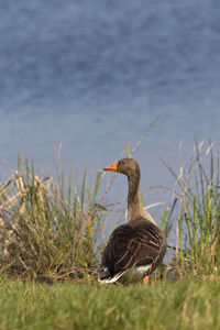 Greylag goose looking out on the shore of a lake