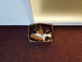 High angle view of cat resting on floor