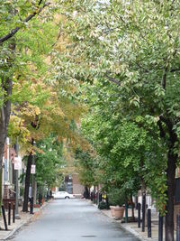 Road passing through forest