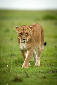 Lioness walks across grassy plain watching camera