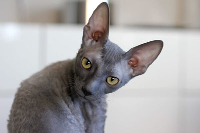 Close-up portrait of a cat