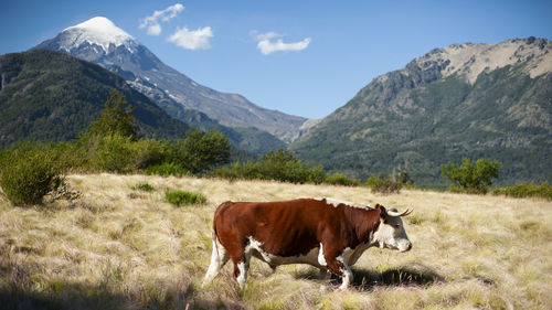 Cow in volcano