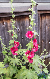 Close-up of pink flowers growing on wood