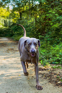 Weimaraner running down a path surrounded by forest. close up view of the head of a hunting dog,