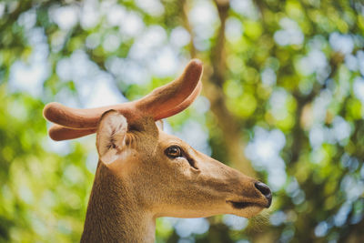 Close-up side view of deer looking away in forest