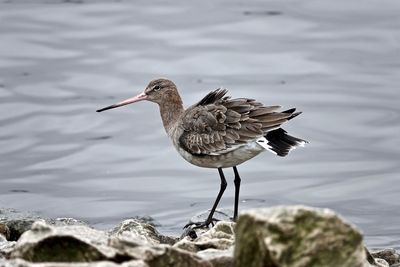 Godwit  perching on rock by lake