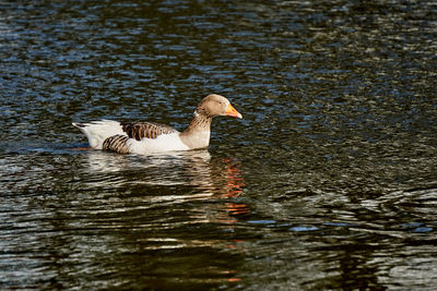 Bird swimming in lake