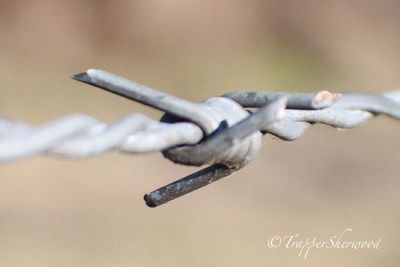 Close-up of metal object