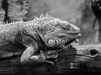 Close-up of a lizard
