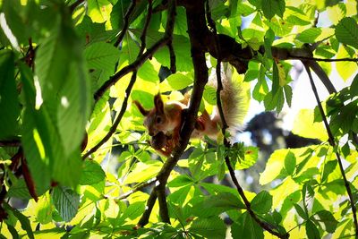 Low angle view of monkey on tree branch