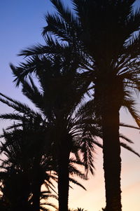 Low angle view of palm trees against sky