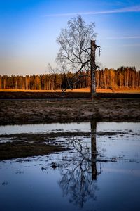 Bare trees on field by lake against sky during sunset
