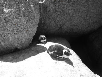 Close-up of lizard on rock