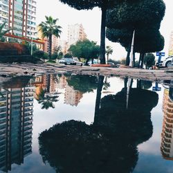 Reflection of trees in water