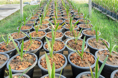 High angle view of potted plants in greenhouse