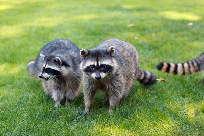 Raccoon standing on field
