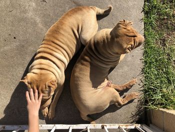 High angle view of a dog