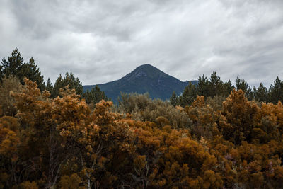 Trees and plants against sky during autumn