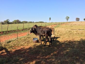 Cows on field against clear sky