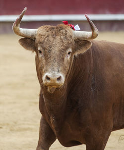 Close-up of horse