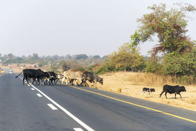 View of horses on road against sky