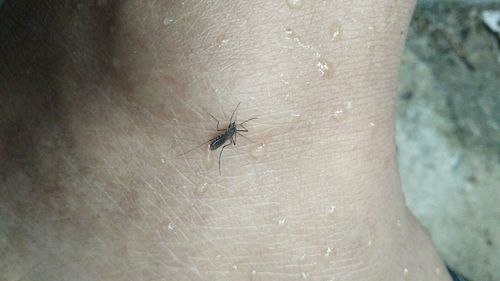 Close-up of insect on hand