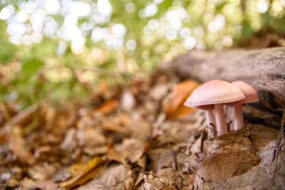 Close-up of mushrooms growing on land