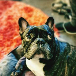 Portrait of dog at home